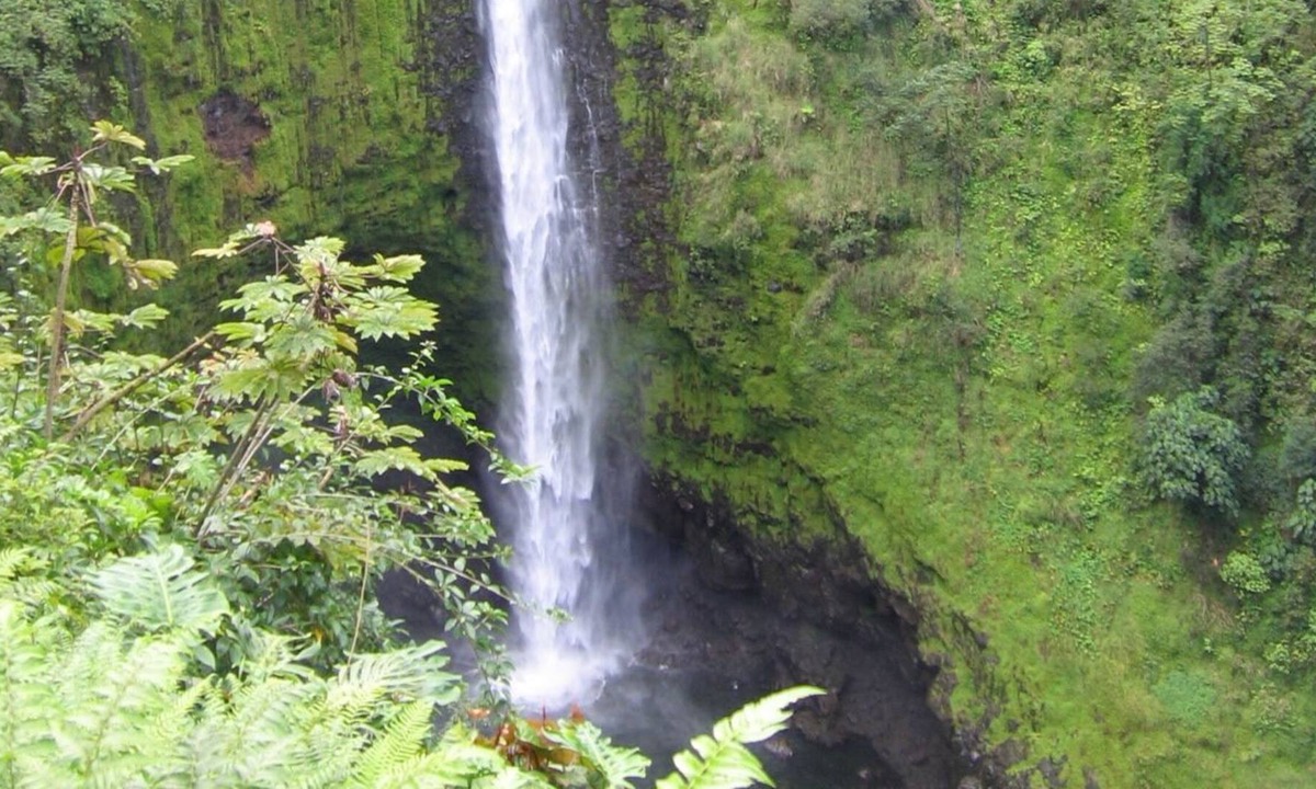 Fern Forest House | Ixchel Hawaii