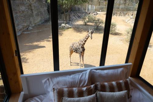 San Antonio Cabin | San Antonio Zoo - Spekboom Giraffe Lodge