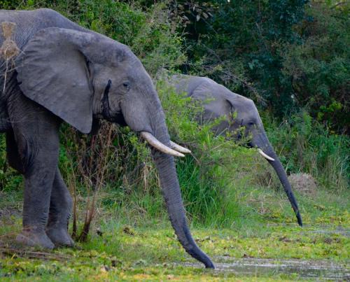 South Luangwa National Park Cabin | Zikomo Safari Camp