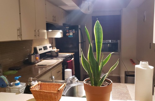 Ridge Wood Heights Apartment | Cute condo. 5 mile to Siesta beach , Swimming pool.