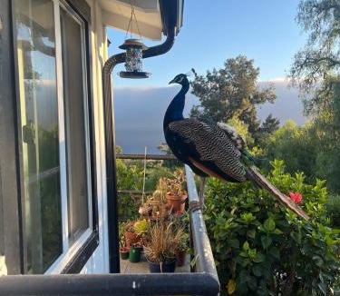Rancho Palos Verdes House | LA Coastal Oasis 30 day min contact us with any questions