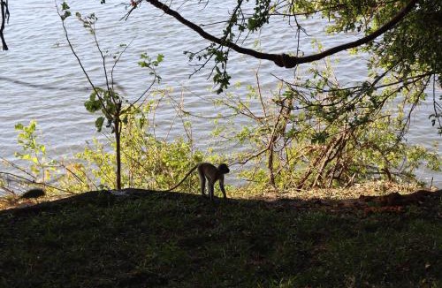 Chirundu Other | Mongwe Safari Camp