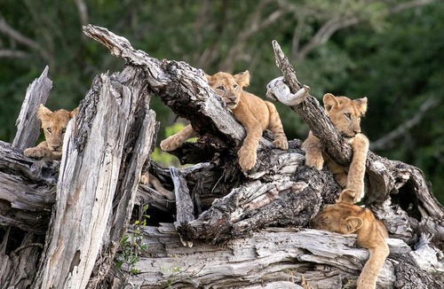 South Luangwa National Park Cabin | Msandile River Lodge
