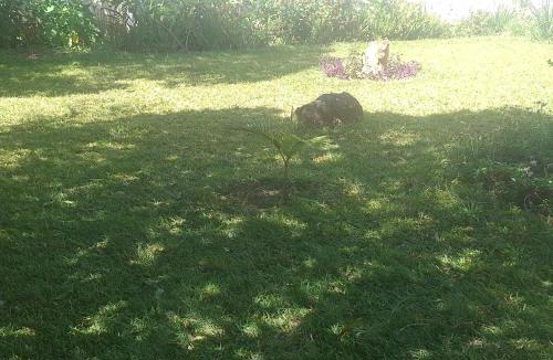 Lusaka Apartment | Rose's Garden Cottages