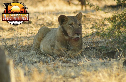 Victoria Falls Villa | Zambezi Family Lodge - Buffalo Room