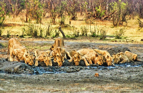 Victoria Falls Villa | Zambezi Family Lodge - Elephant Room
