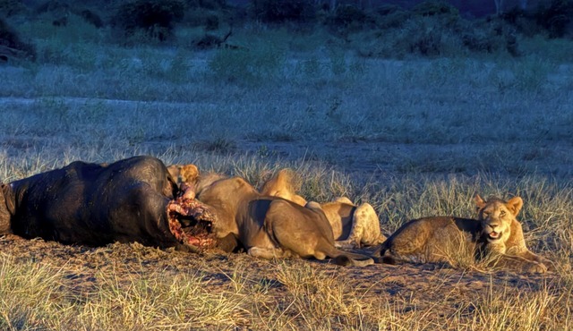 Between Chobe and Zambezi National Park we have a campground with WiFi, AC