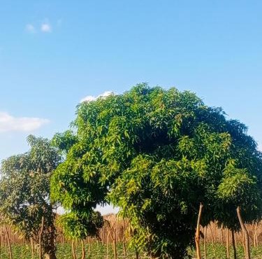 Hope Lodge Kabwe