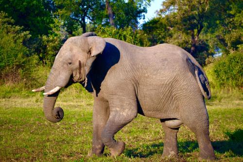 Zikomo Safari