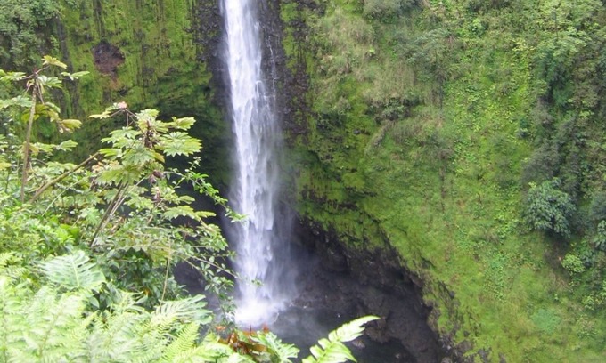Fern Forest House | Ixchel Hawaii