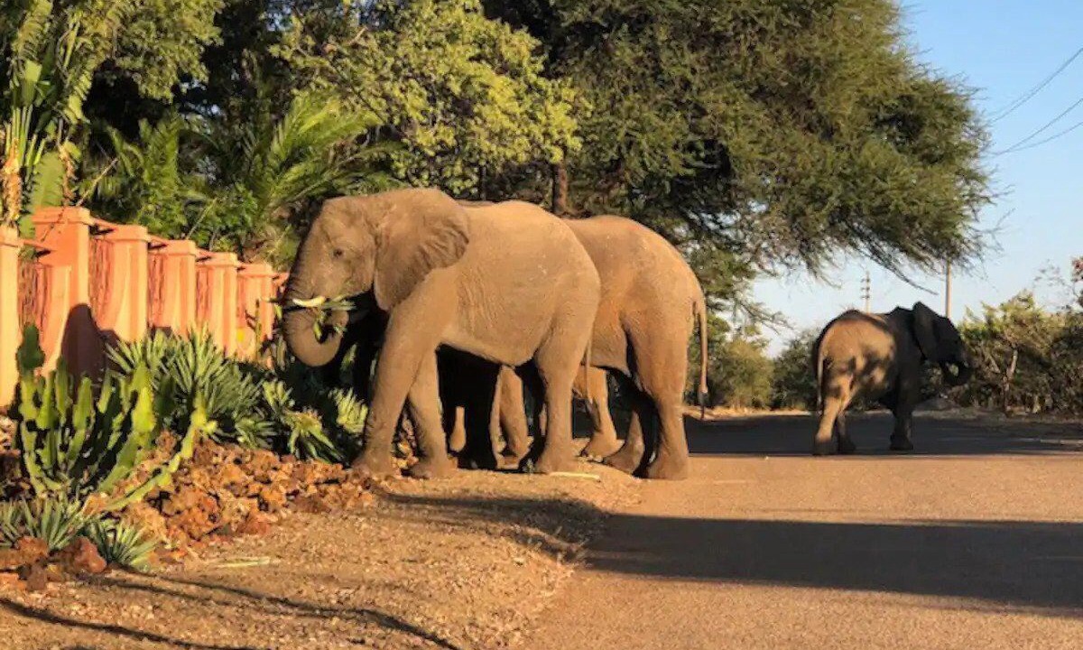 Photo of Outdoor in Victoria Falls