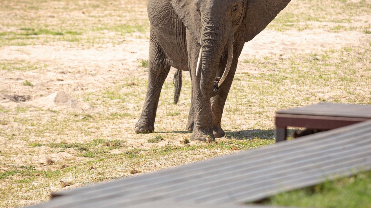 Photo of Others in South Luangwa National Park
