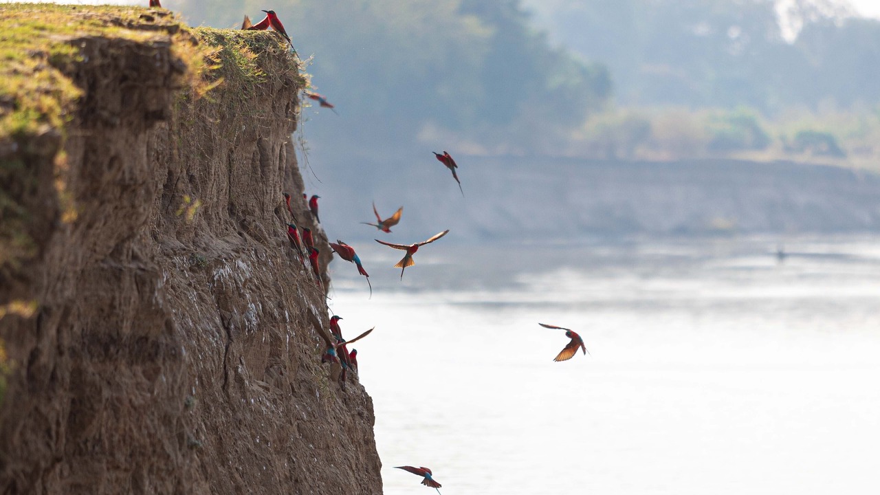 Photo of Others in South Luangwa National Park
