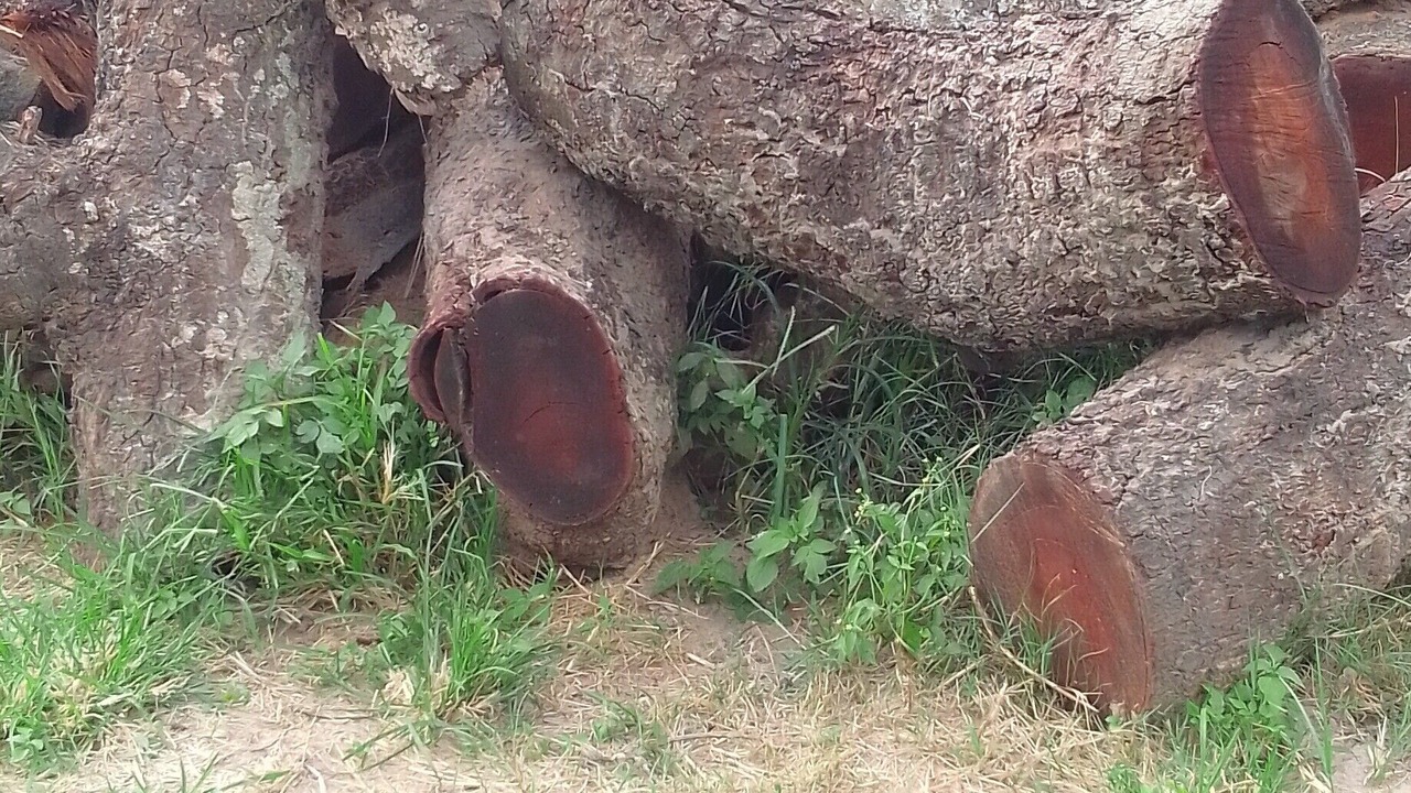 Photo of Outdoor in Chitungwiza