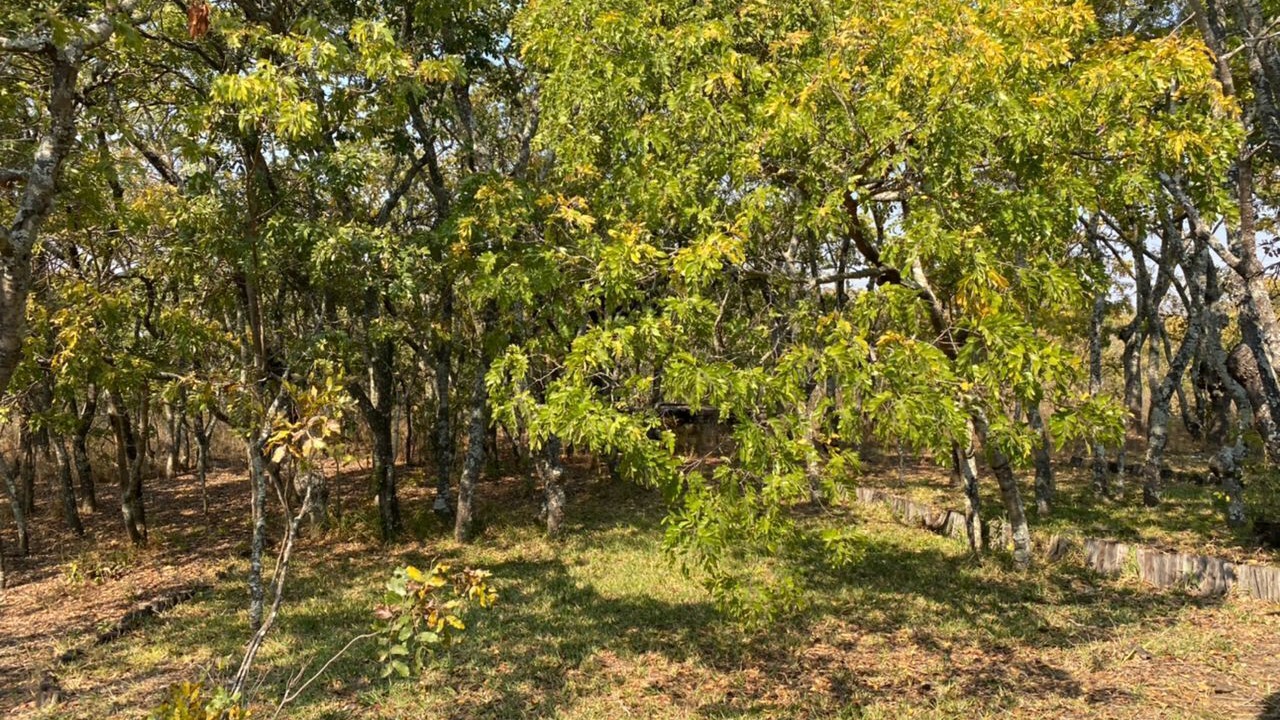 Photo of Outdoor in Nyanga