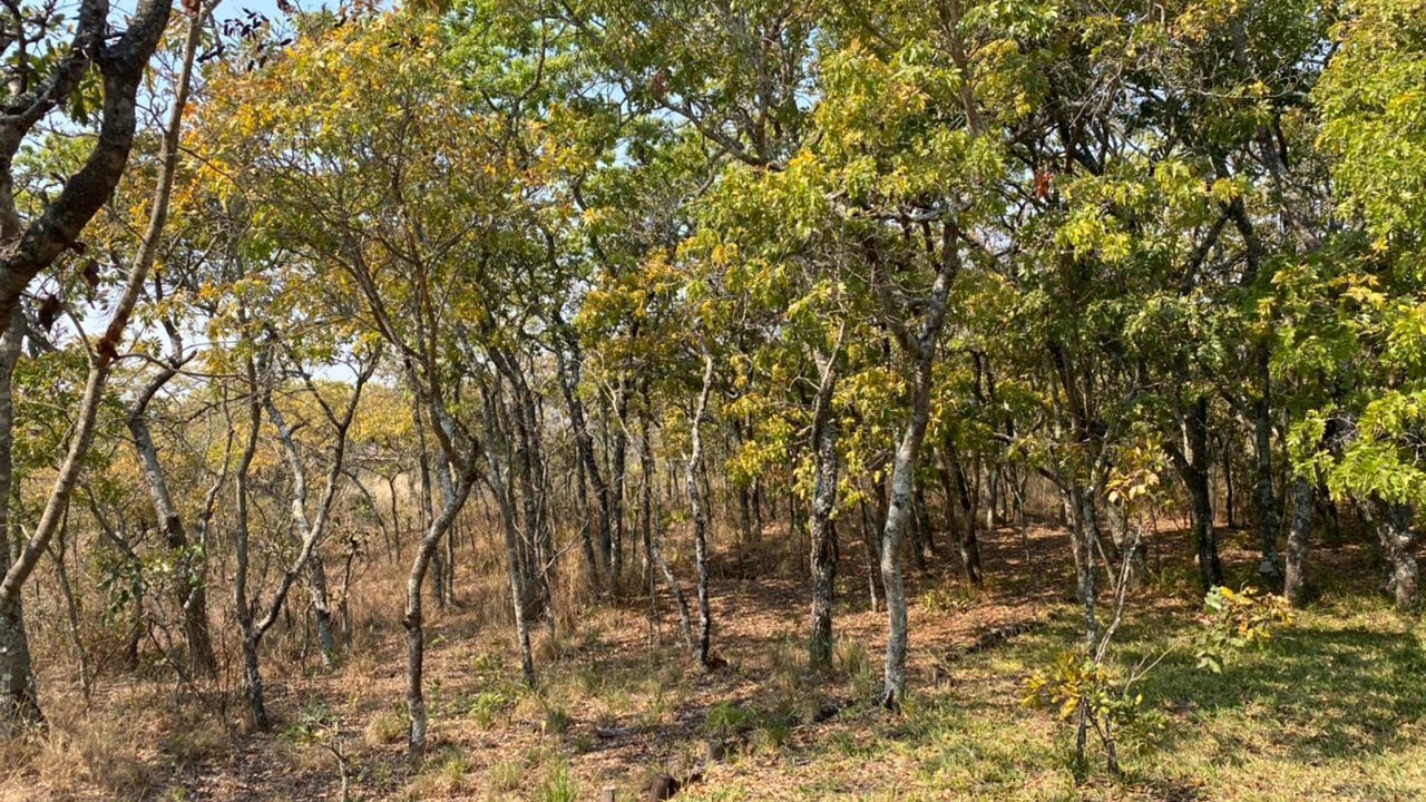Photo of Others in Nyanga