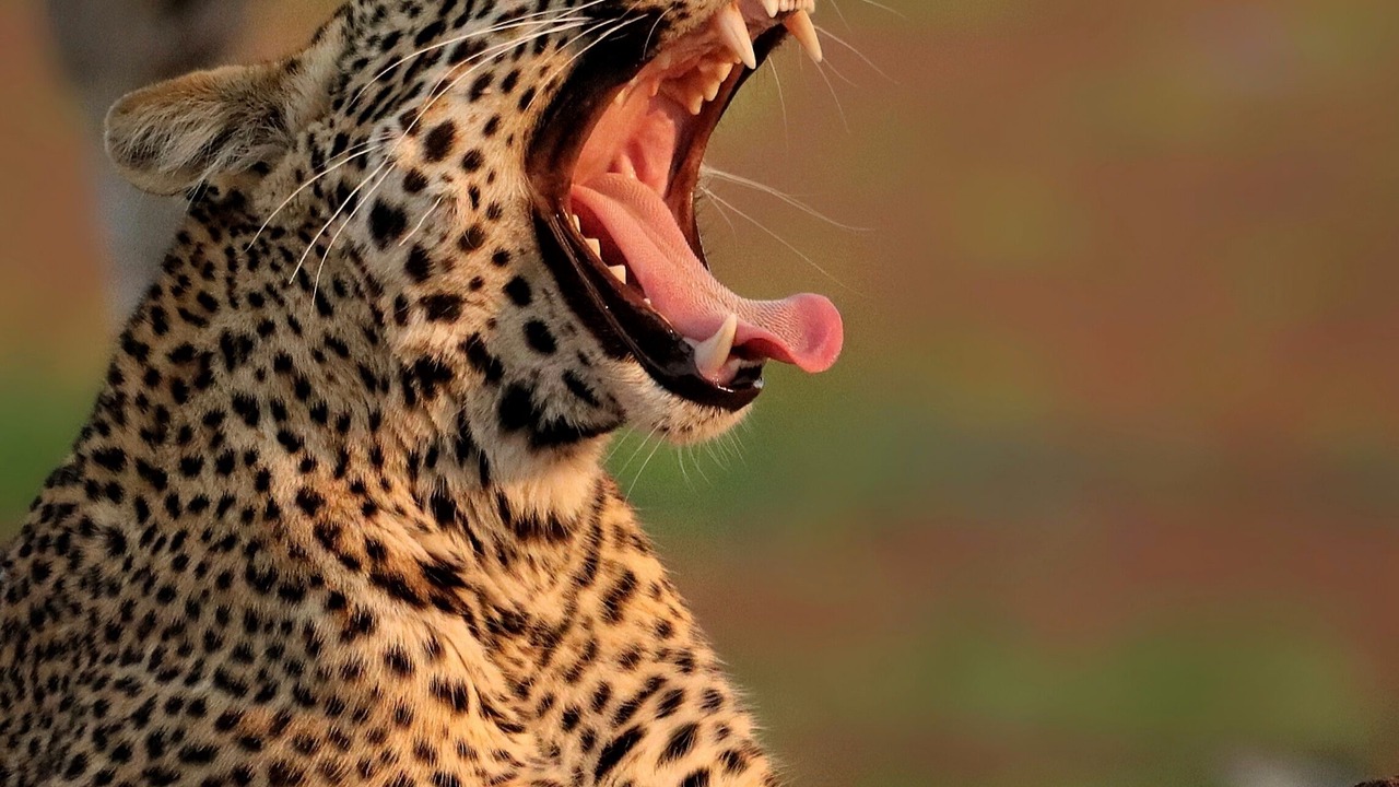 Photo of Others in South Luangwa National Park