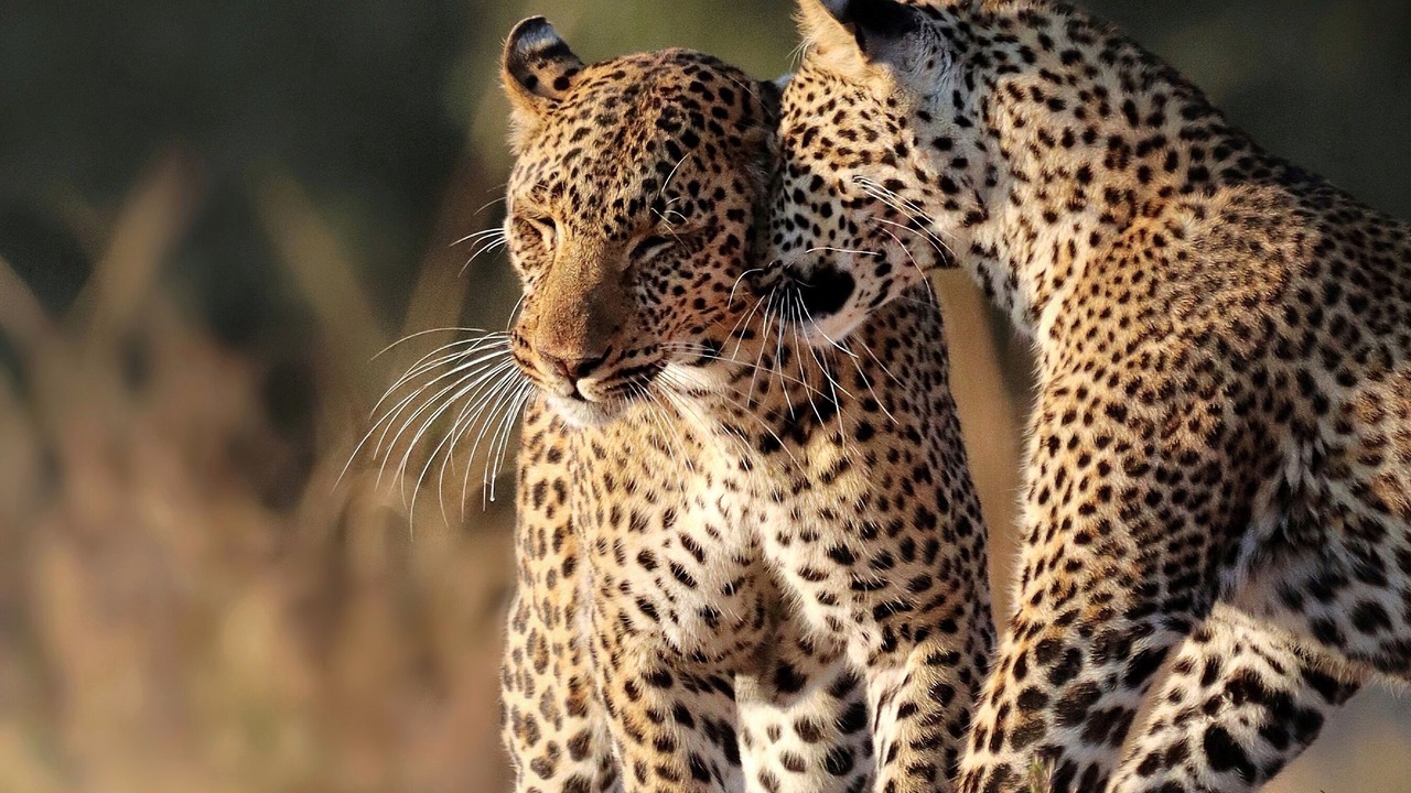 Photo of Others in South Luangwa National Park