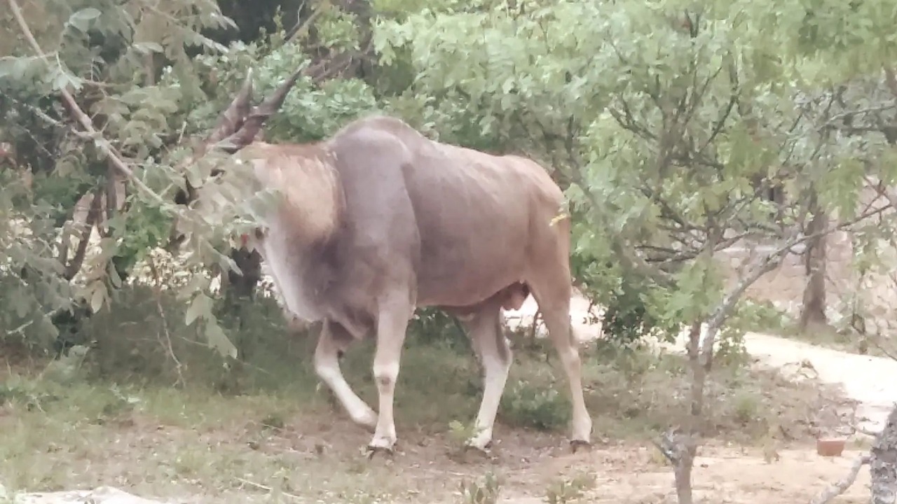 Photo of Others in Nyanga
