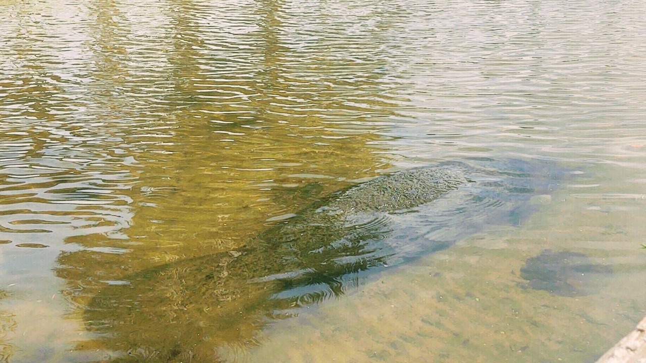 Photo of Others in Titusville