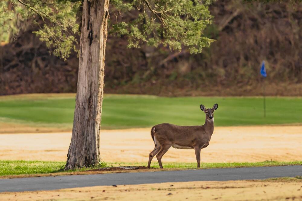 Photo of Others in Townsend