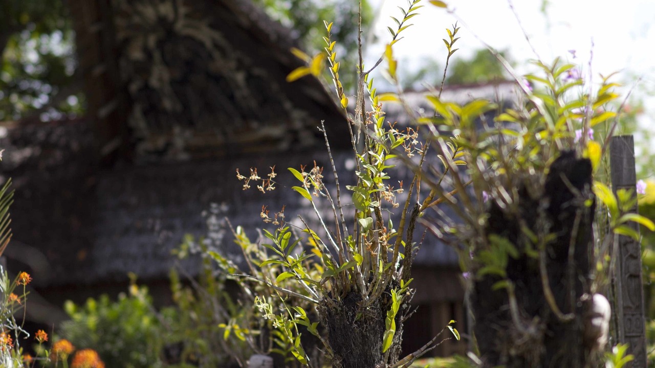 Photo of Outdoor in Madang