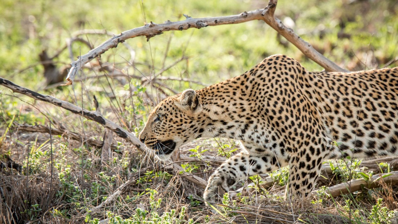 Photo of Others in Hwange National Park