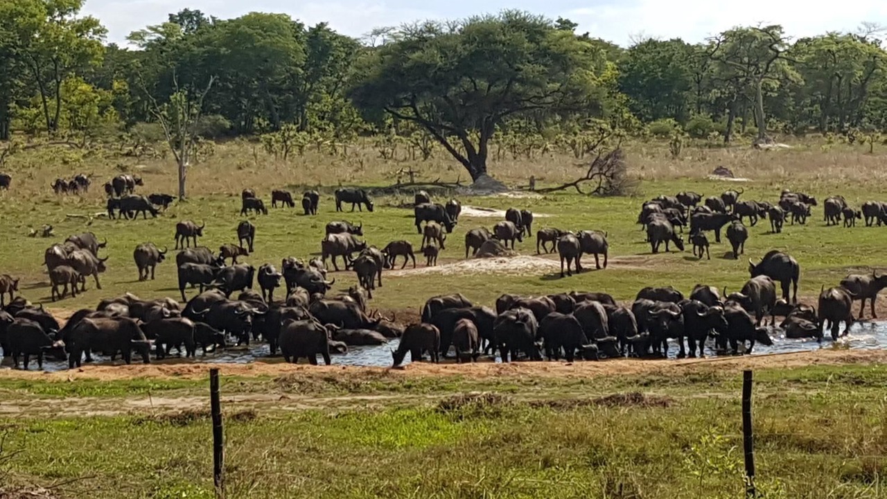 Photo of Outdoor in Gwayi River Farms