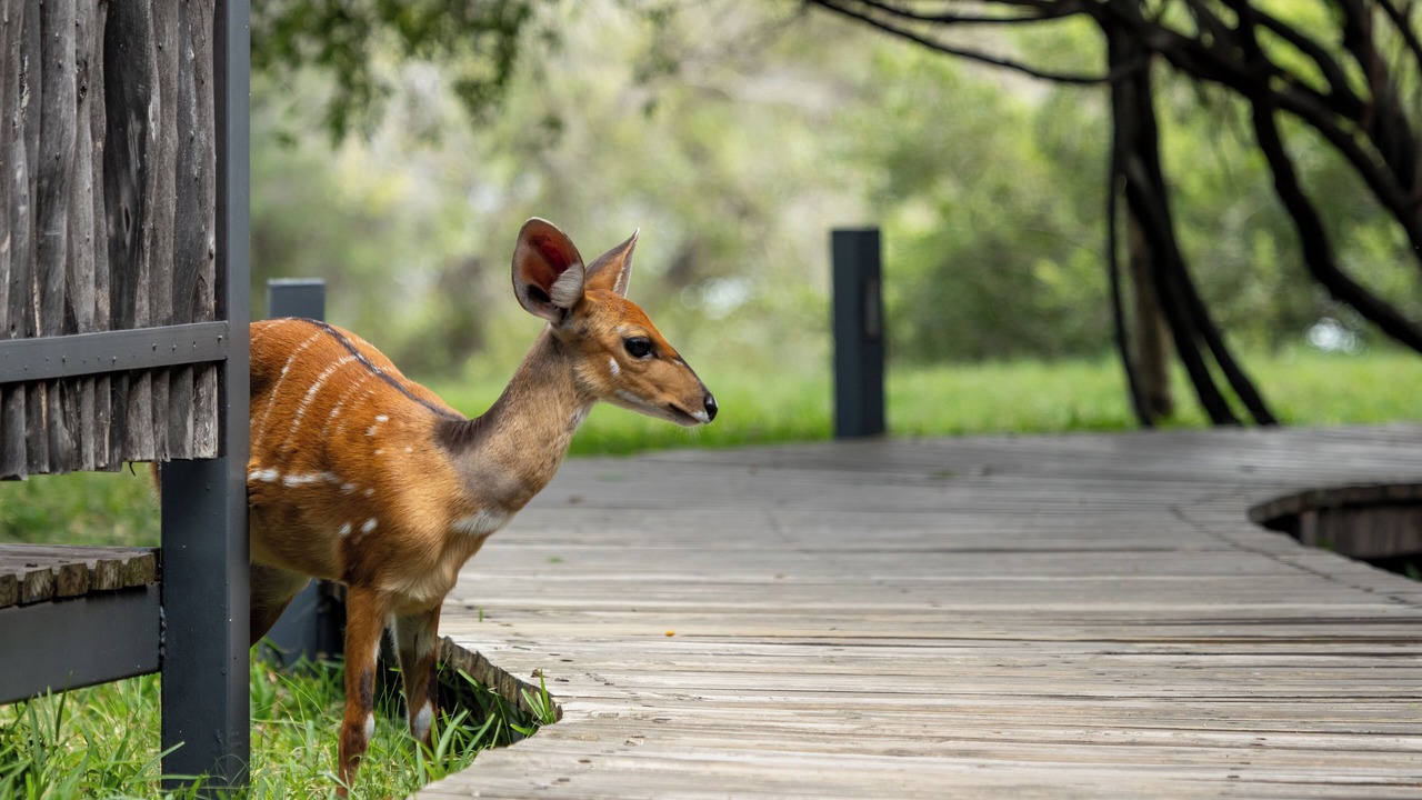 Photo of Outdoor in Victoria Falls