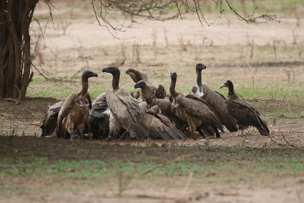 Photo of Others in Hurungwe