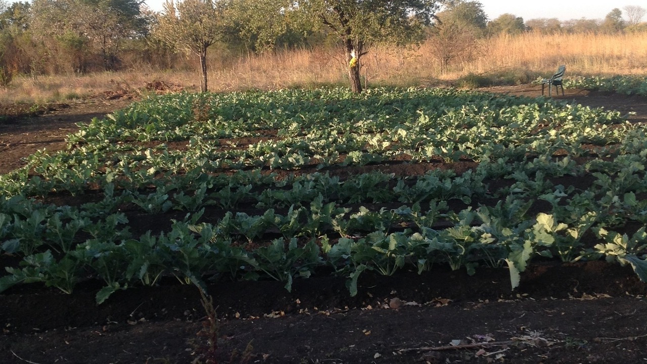 Photo of Outdoor in Kabwata