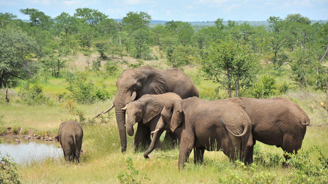 Photo of Others in Victoria Falls