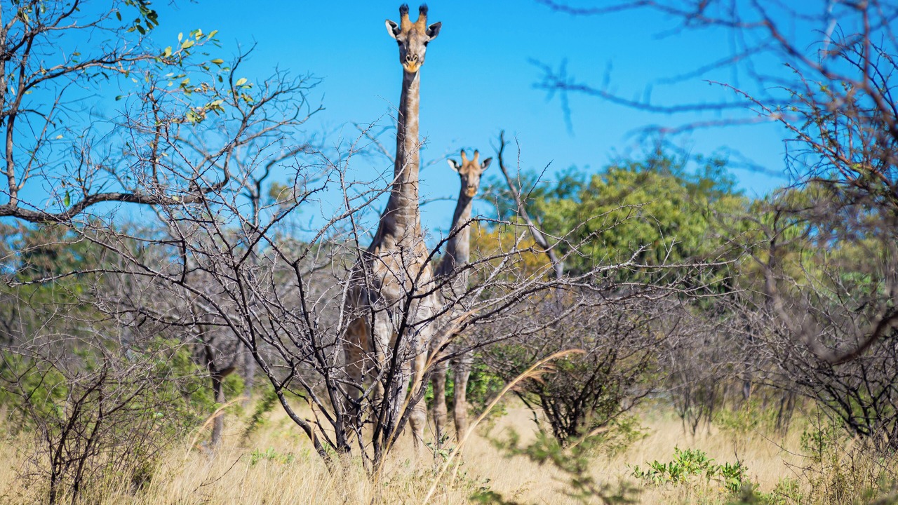 Photo of Outdoor in Bulawayo