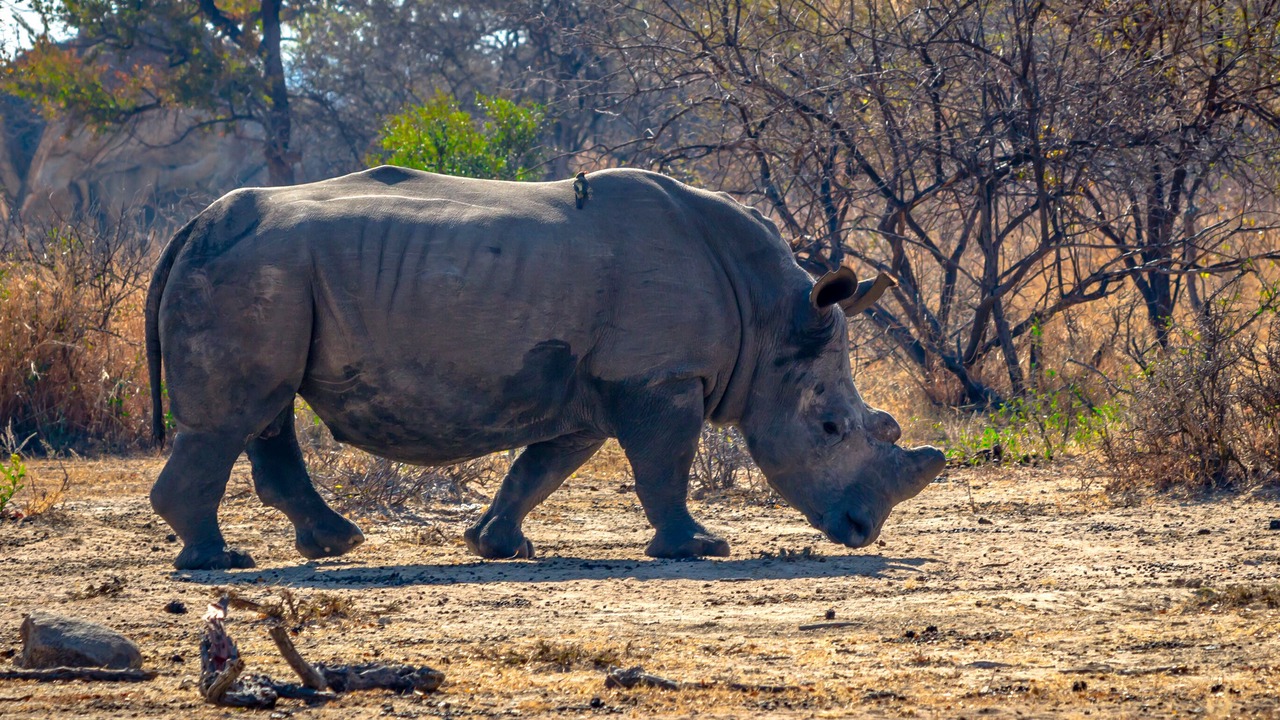 Photo of Others in Bulawayo