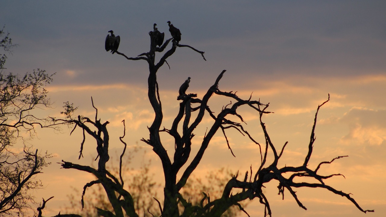 Photo of Others in Victoria Falls