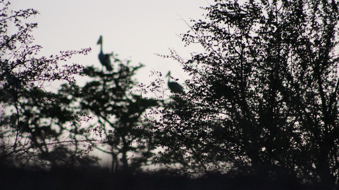 Photo of Others in Victoria Falls