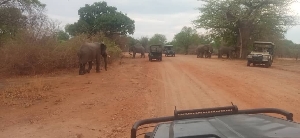 Photo of Others in South Luangwa National Park