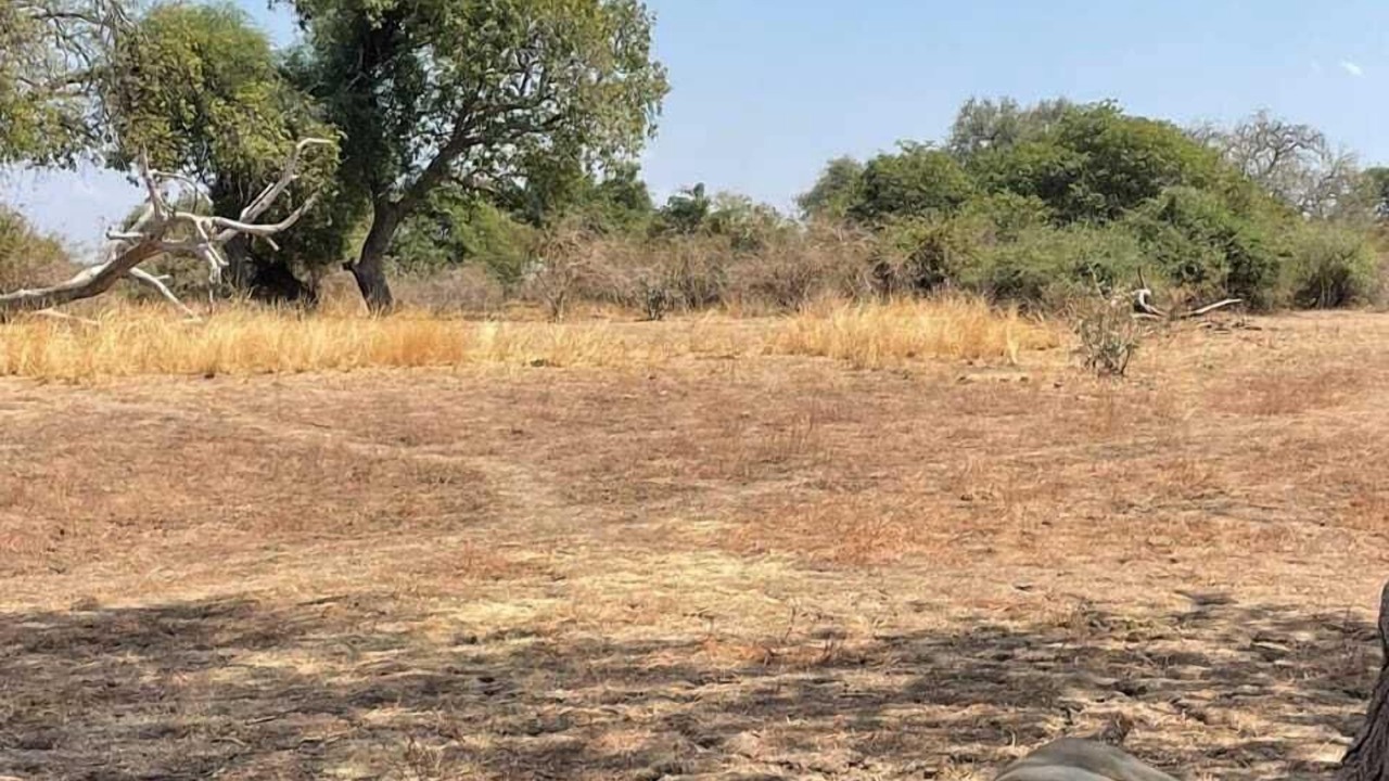 Photo of Others in South Luangwa National Park