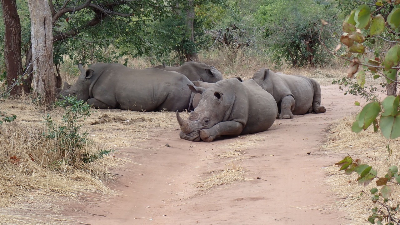 Photo of Others in Livingstone