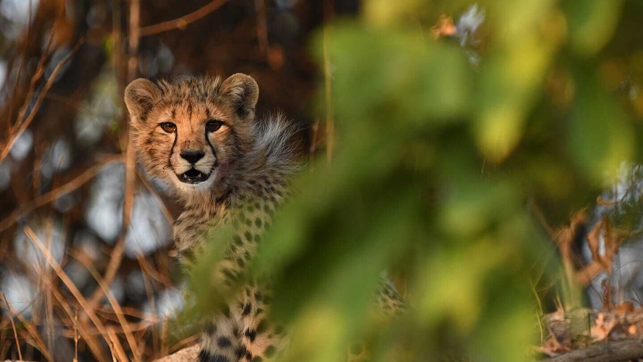 Photo of Others in Kafue National Park