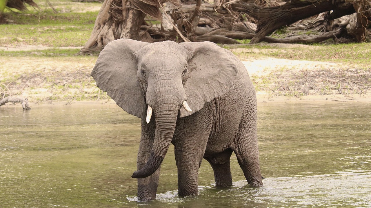 Photo of Outdoor in Kafue National Park