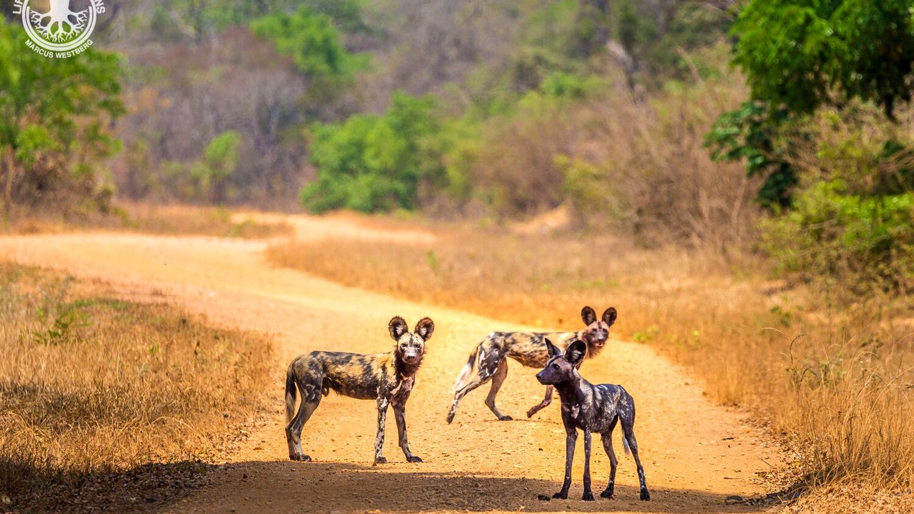 Photo of Outdoor in Kafue National Park