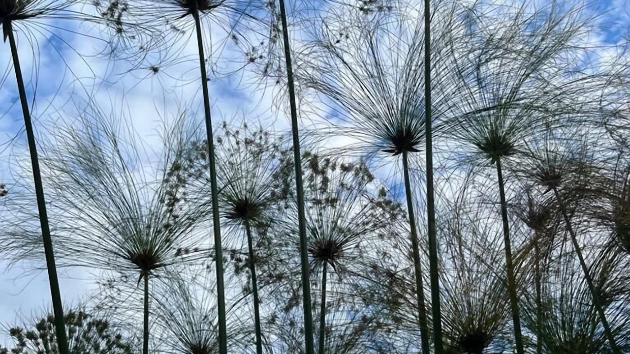 Photo of Outdoor in Bulawayo