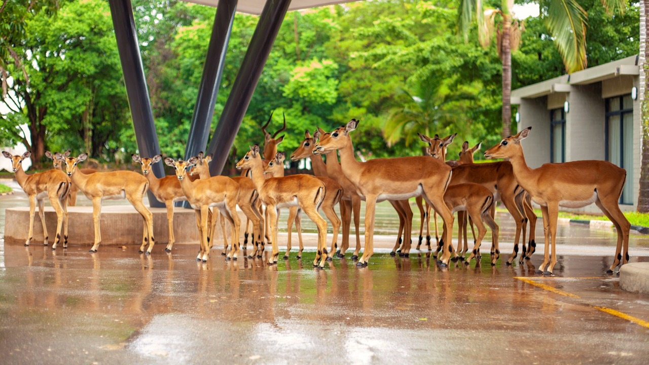 Photo of Outdoor in Ndola