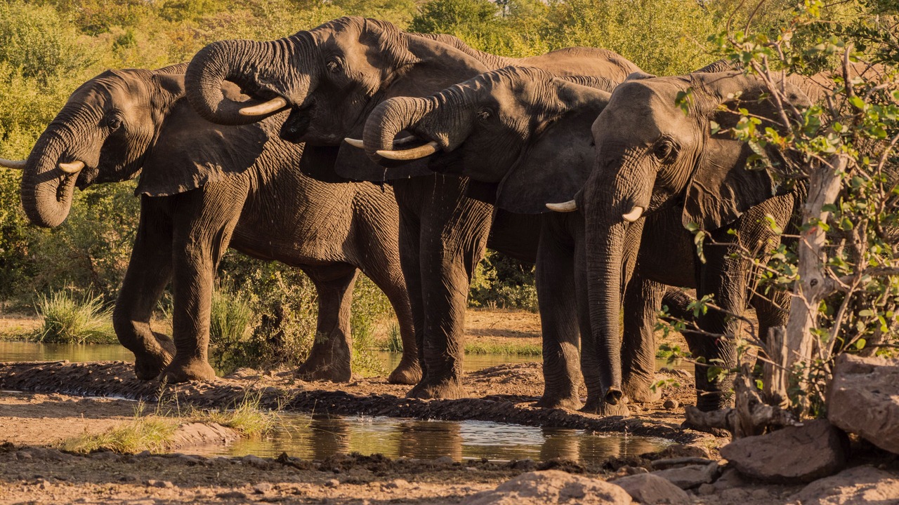 Photo of Others in Victoria Falls
