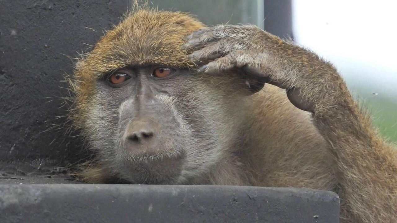 Photo of Others in Victoria Falls