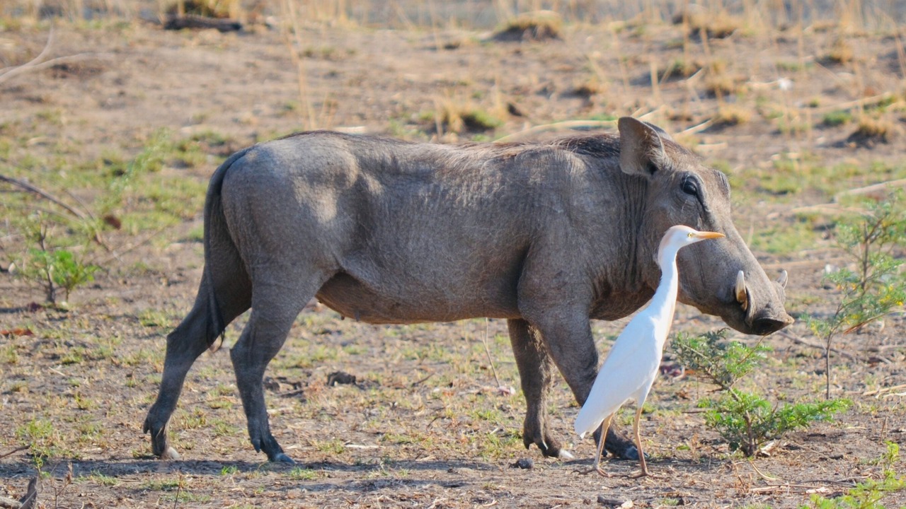 Photo of Others in South Luangwa National Park