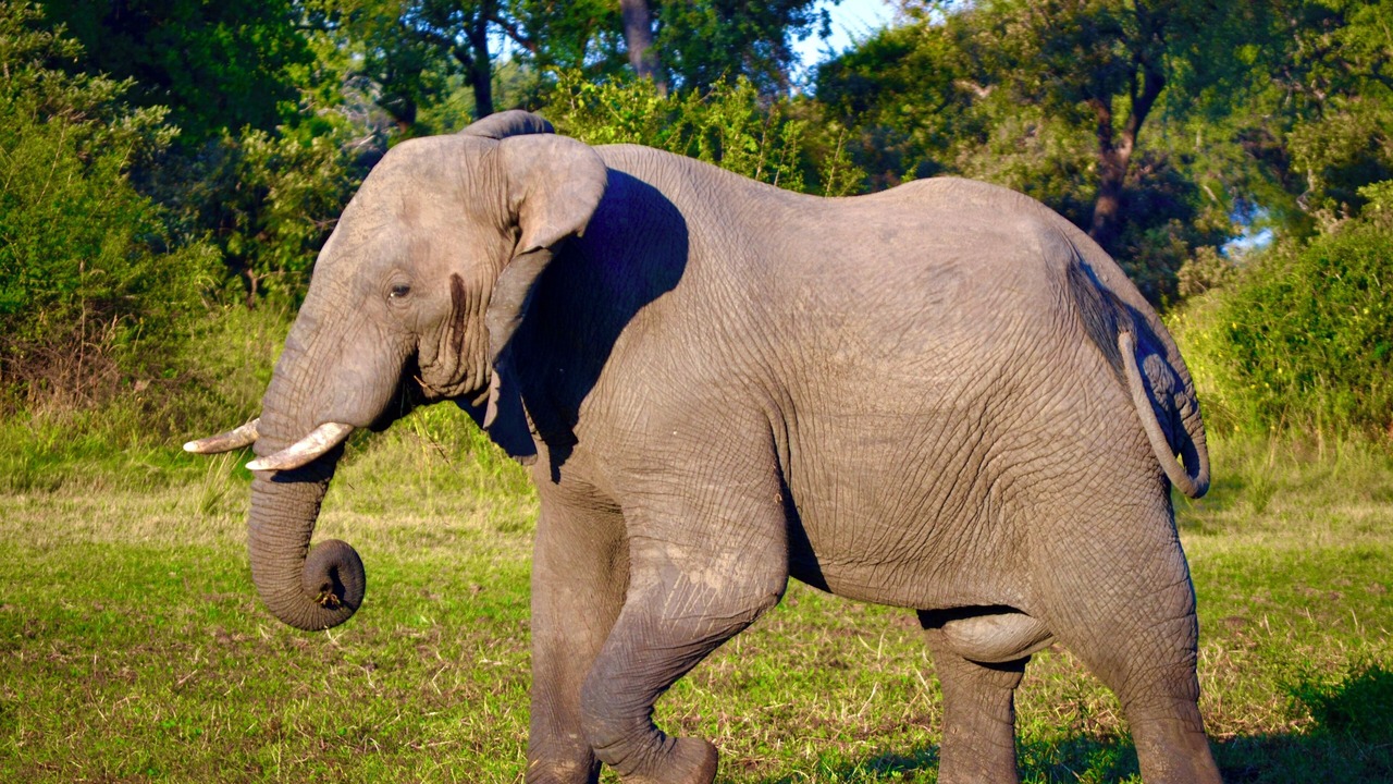 Photo of Others in South Luangwa National Park