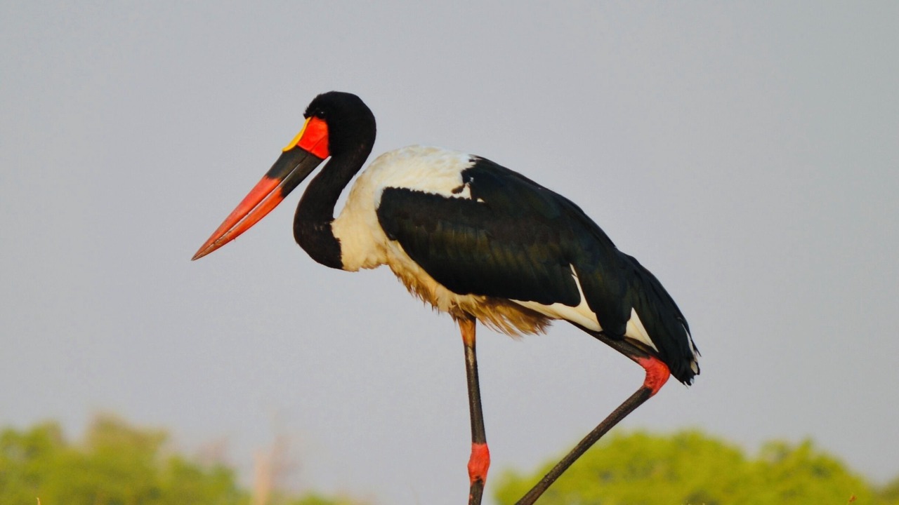 Photo of Others in South Luangwa National Park