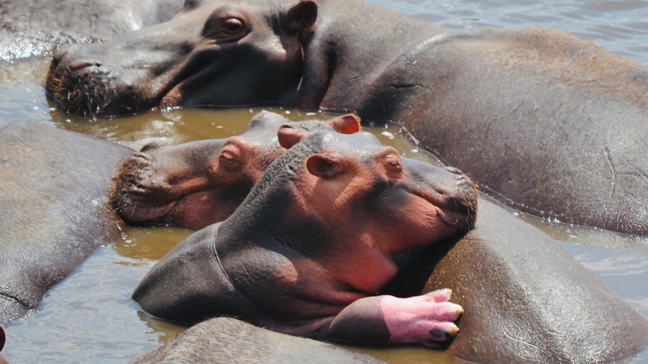 Photo of Others in South Luangwa National Park